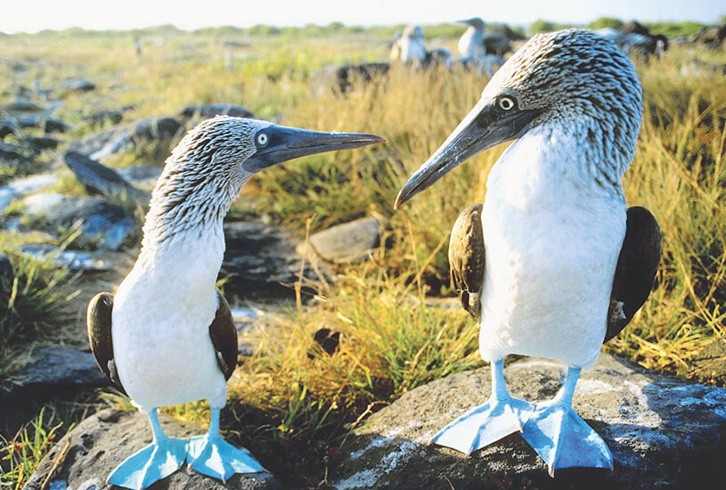Blue-footed Boobies, Galapagos Islands